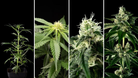 Autoflower Flowering Stages