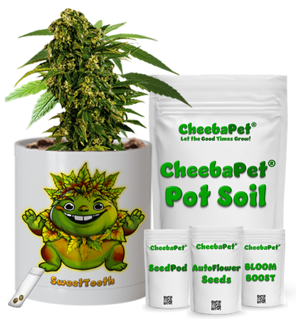 CheebaPet Planter Kit - SweetTooth