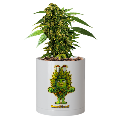 CheebaPet Planter Kit - SourDiesel